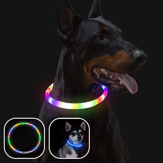 collier lumineux chien éclairage puissant