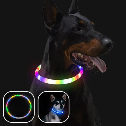 collier lumineux chien éclairage puissant