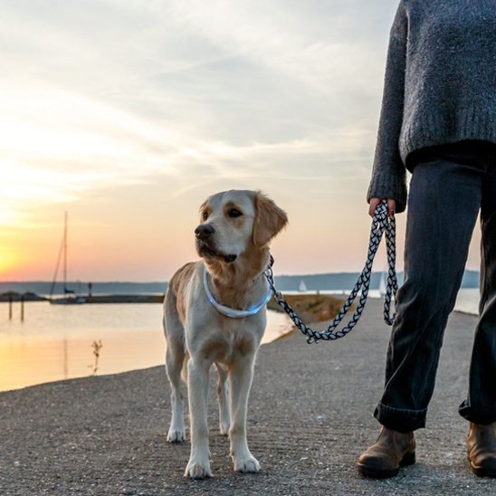 collier lumineux chien éclairage sécurité