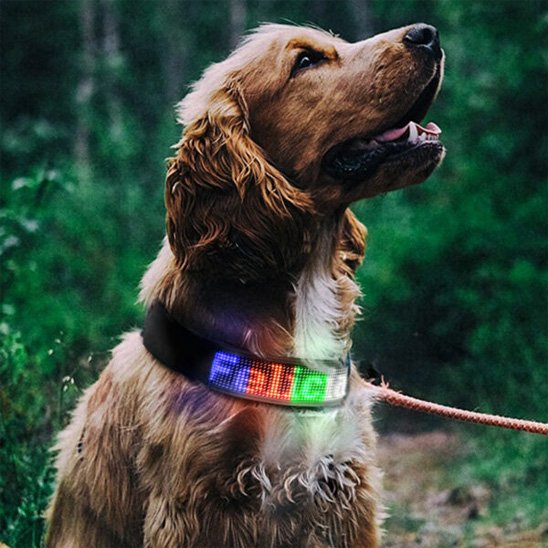 collier lumineux chien led rechargeable usb