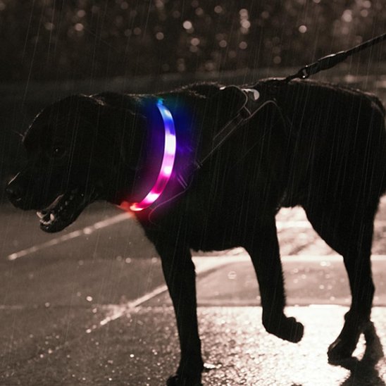 collier lumineux chien led rechargeable usb