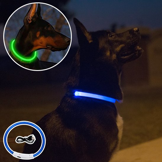 collier lumineux chien led rechargeable