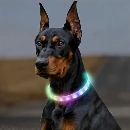 collier lumineux chien led sécurité nuit