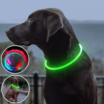collier lumineux chien sécurité nuit