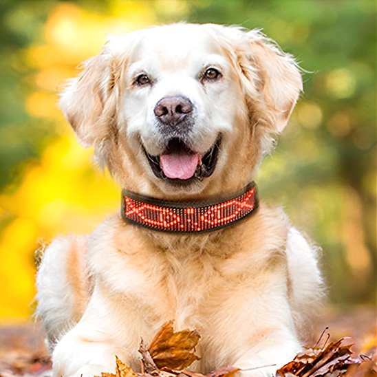 collier lumineux chien sécurité promenade nuit