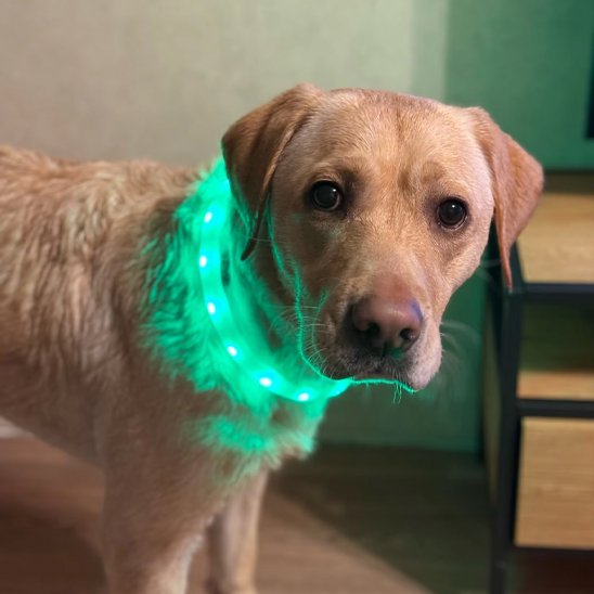 collier lumineux chien visibilité balade nuit