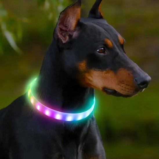 collier lumineux chien visibilité optimale