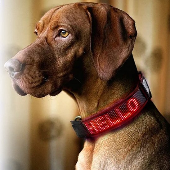 collier lumineux chien visible de loin