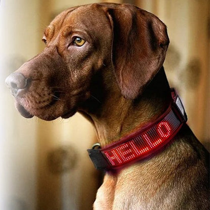 collier lumineux chien visible de loin