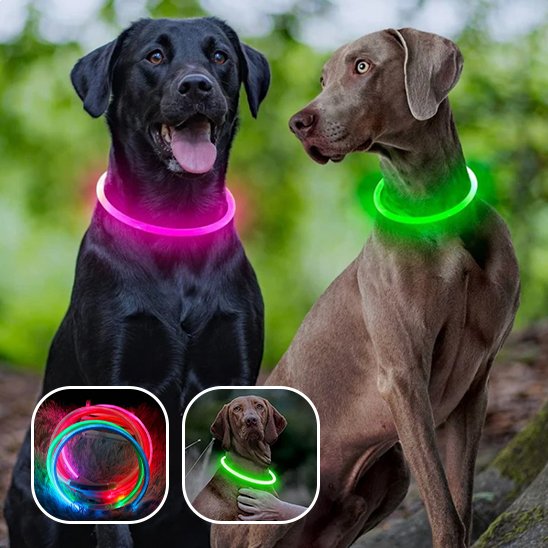 collier lumineux chien visible en promenade