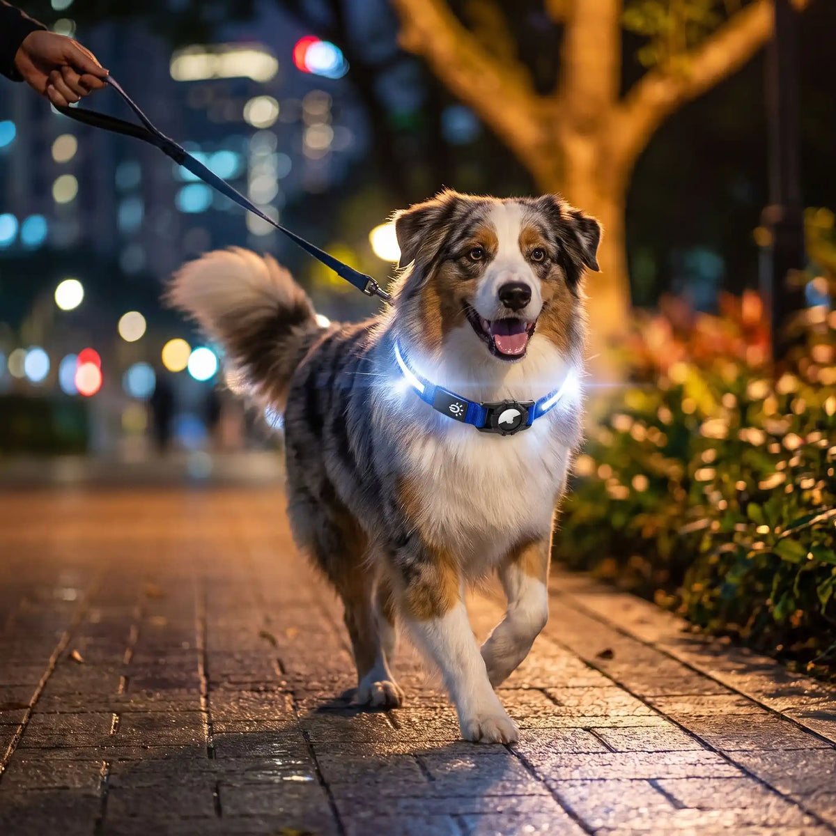 collier lumineux pour chien rechargeable promenade nuit