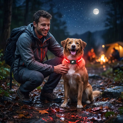 collier lumineux pour chien rechargeable sécurité nocturne