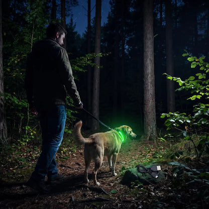 collier lumineux pour chien rechargeable usb promenade nocturne