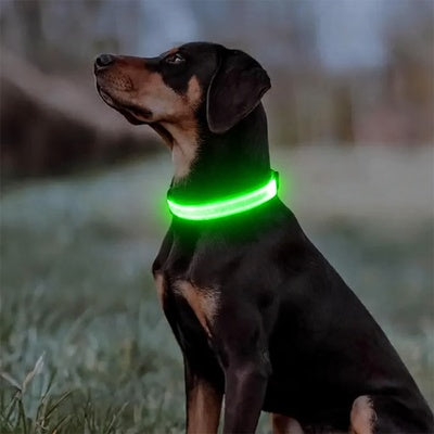 collier lumineux pour chien rechargeable usb sécurité