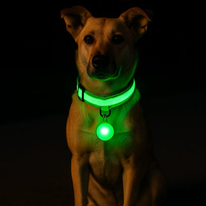 collier lumineux pour chien sécurité nuit