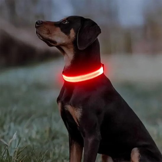collier lumineux pour chien visible en promenade