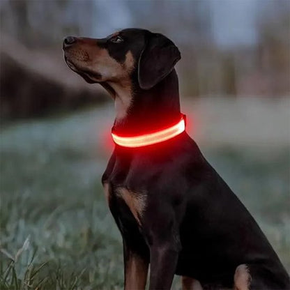 collier lumineux pour chien visible en promenade