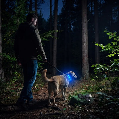 collier lumineux rechargeable chien promenade nocturne