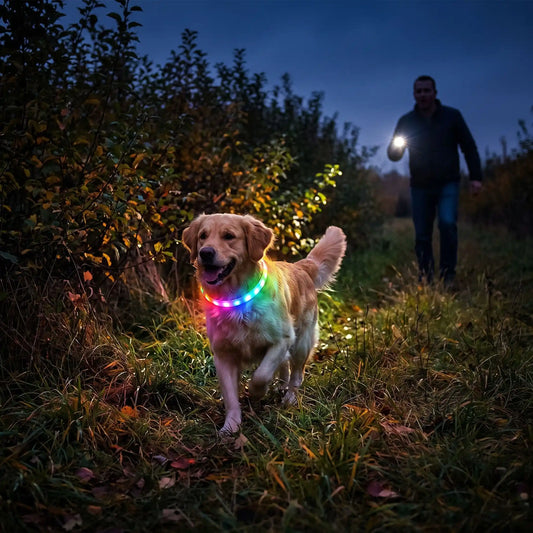 collier lumineux rechargeable pour chien promenade nocturne