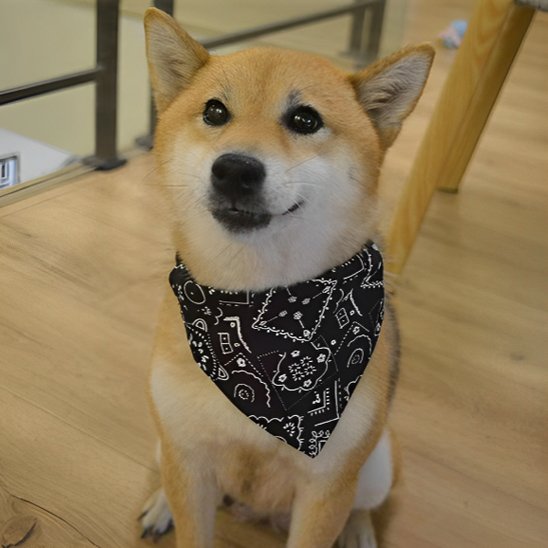collier pour chien accessoire chien tendance
