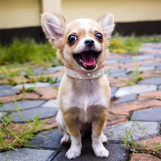 collier pour chien ajustable confort quotidien