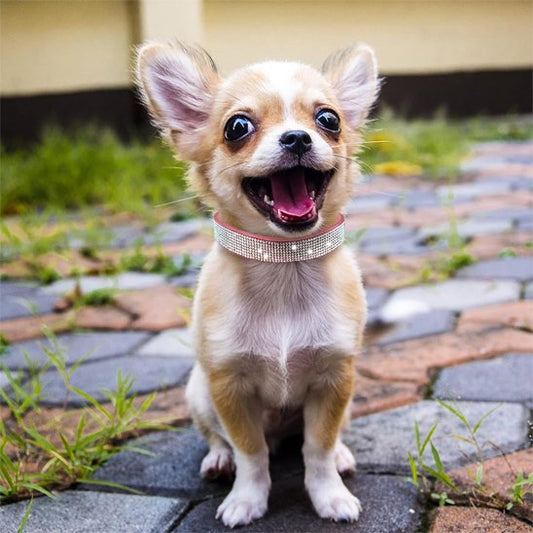 collier pour chien ajustable confort quotidien