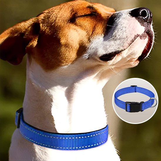 collier pour chien ajustable confort quotidien