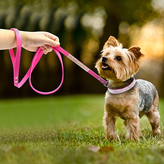 collier pour chien ajustable solide