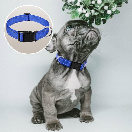 collier pour chien ajustable solide