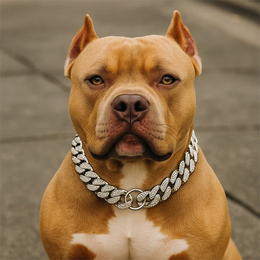 collier pour chien chaine épaisse style luxe 
