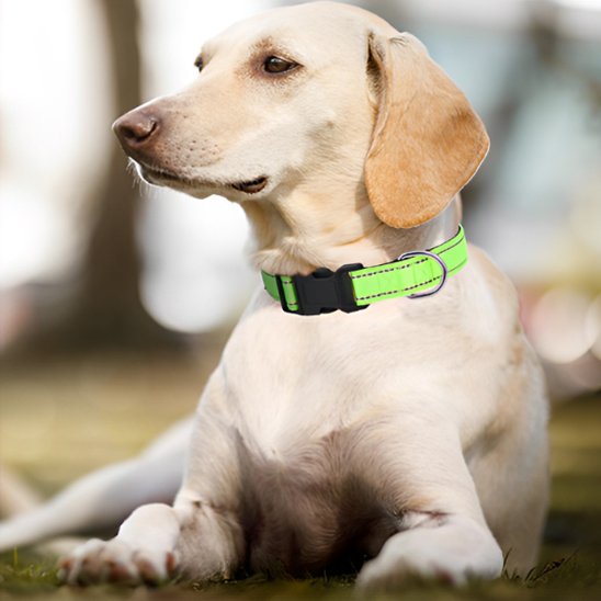 collier pour chien classique durable
