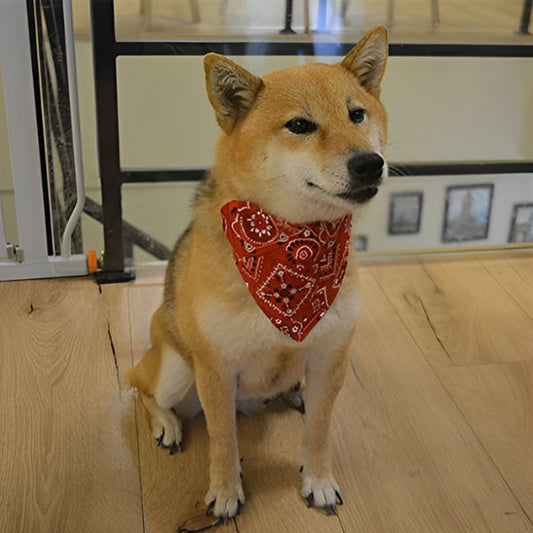 collier pour chien confort optimal