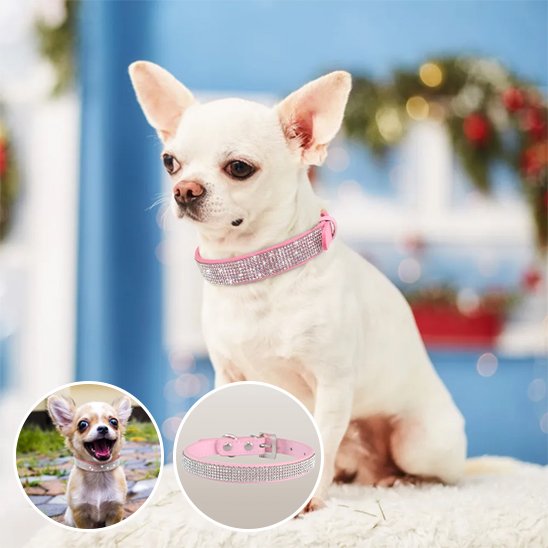 collier pour chien confort sécurité