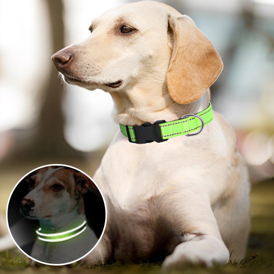 collier pour chien confort sécurité