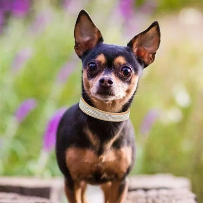 collier pour chien confort usage régulier