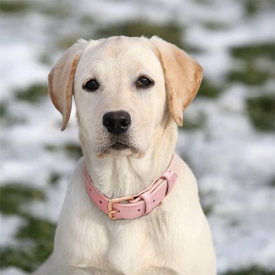 collier pour chien cuir ajustable confort