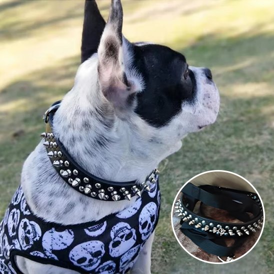 collier pour chien cuir avec boucle solide
