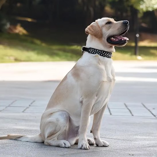 collier pour chien cuir confort et solidité
