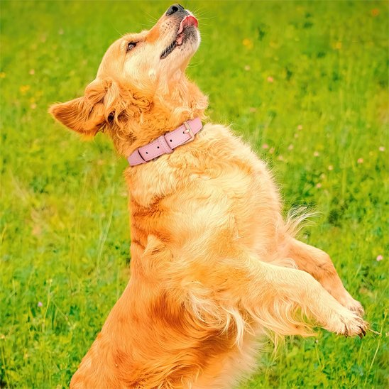 collier pour chien cuir confort sécurité