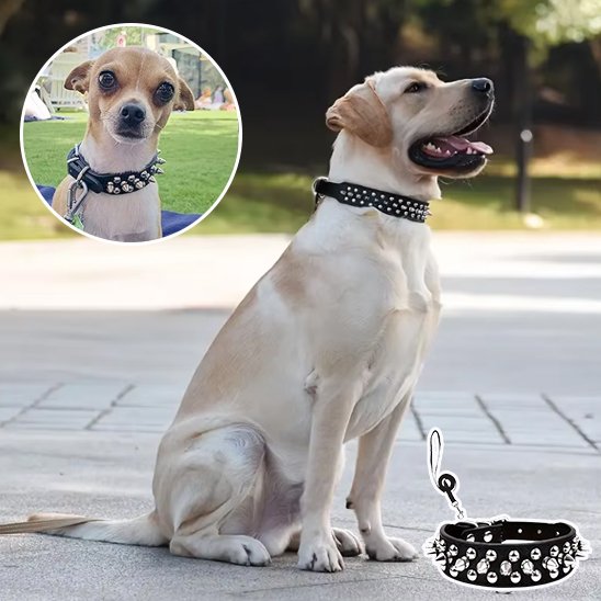 collier pour chien cuir design robuste