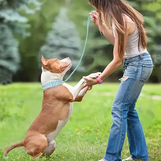 collier pour chien cuir finition haut de gamme