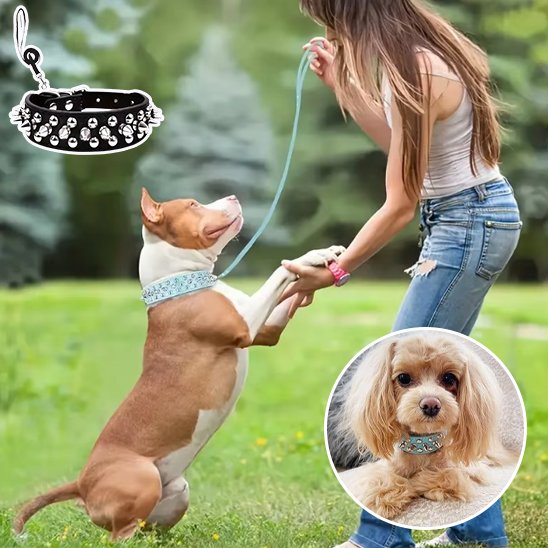 collier pour chien cuir look moderne