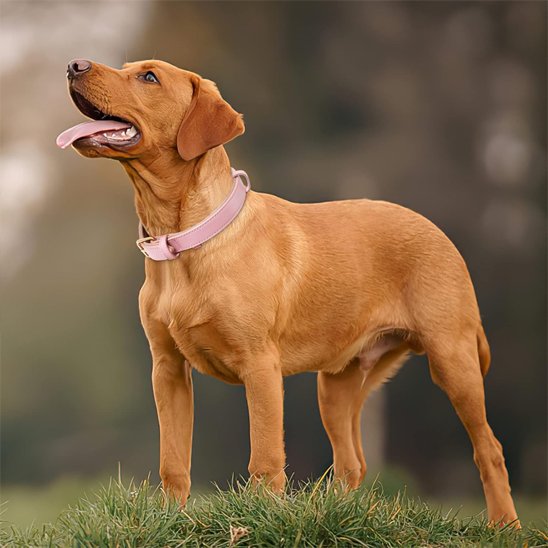 collier pour chien cuir résistant pratique