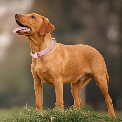collier pour chien cuir résistant pratique