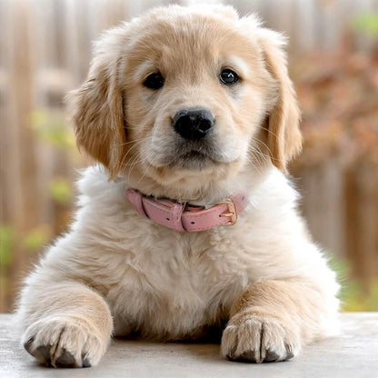 collier pour chien cuir solide usage quotidien