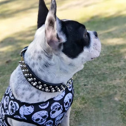 collier pour chien cuir style puissant