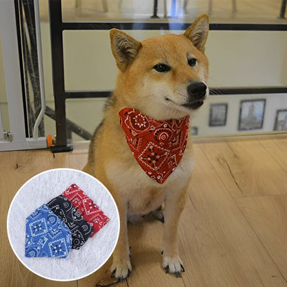 collier pour chien design moderne pratique