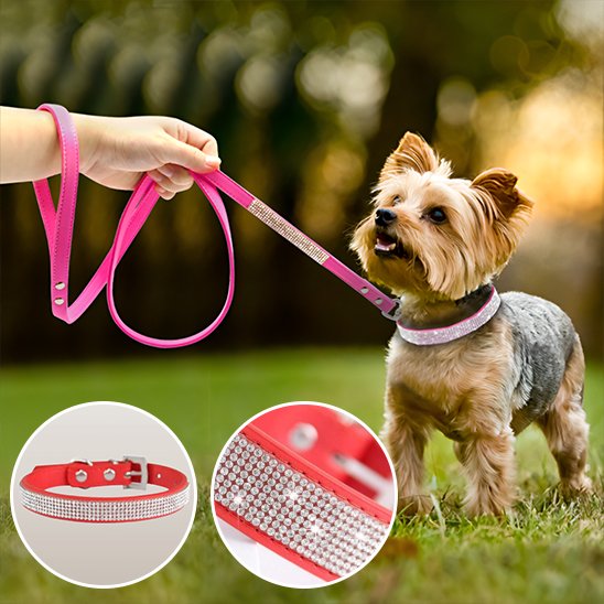 collier pour chien durable utilisation quotidienne