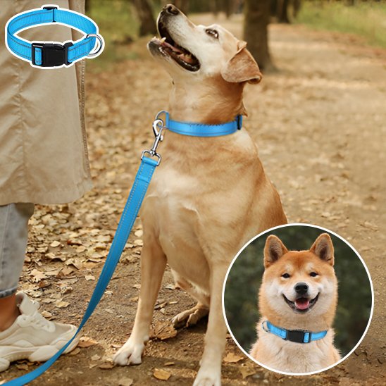 collier pour chien durable utilisation quotidienne