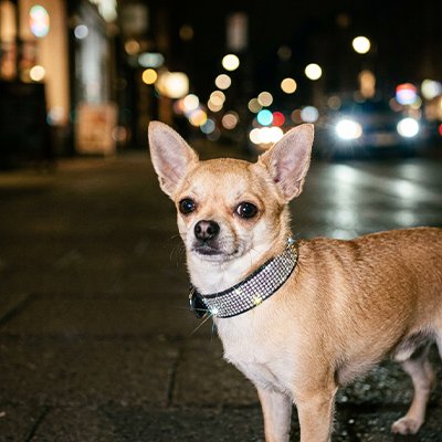 collier pour chien en cuir boucle sécurité 